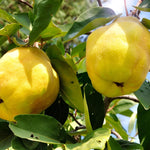 Quince Vranja Fruit Tree 6ft Tall Supplied In A 12 Litre Pot