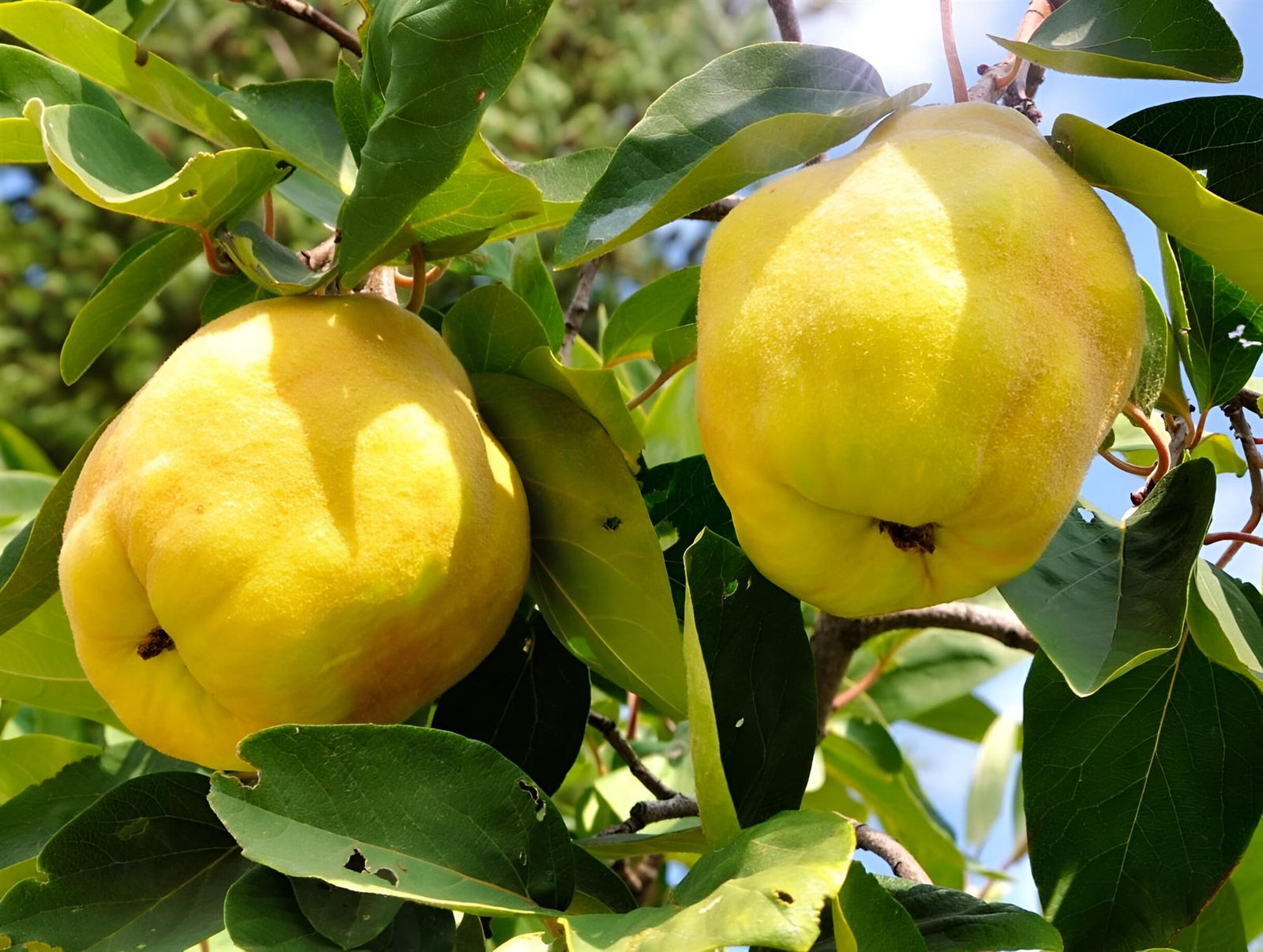 Quince Vranja Fruit Tree 6ft Tall Supplied In A 12 Litre Pot