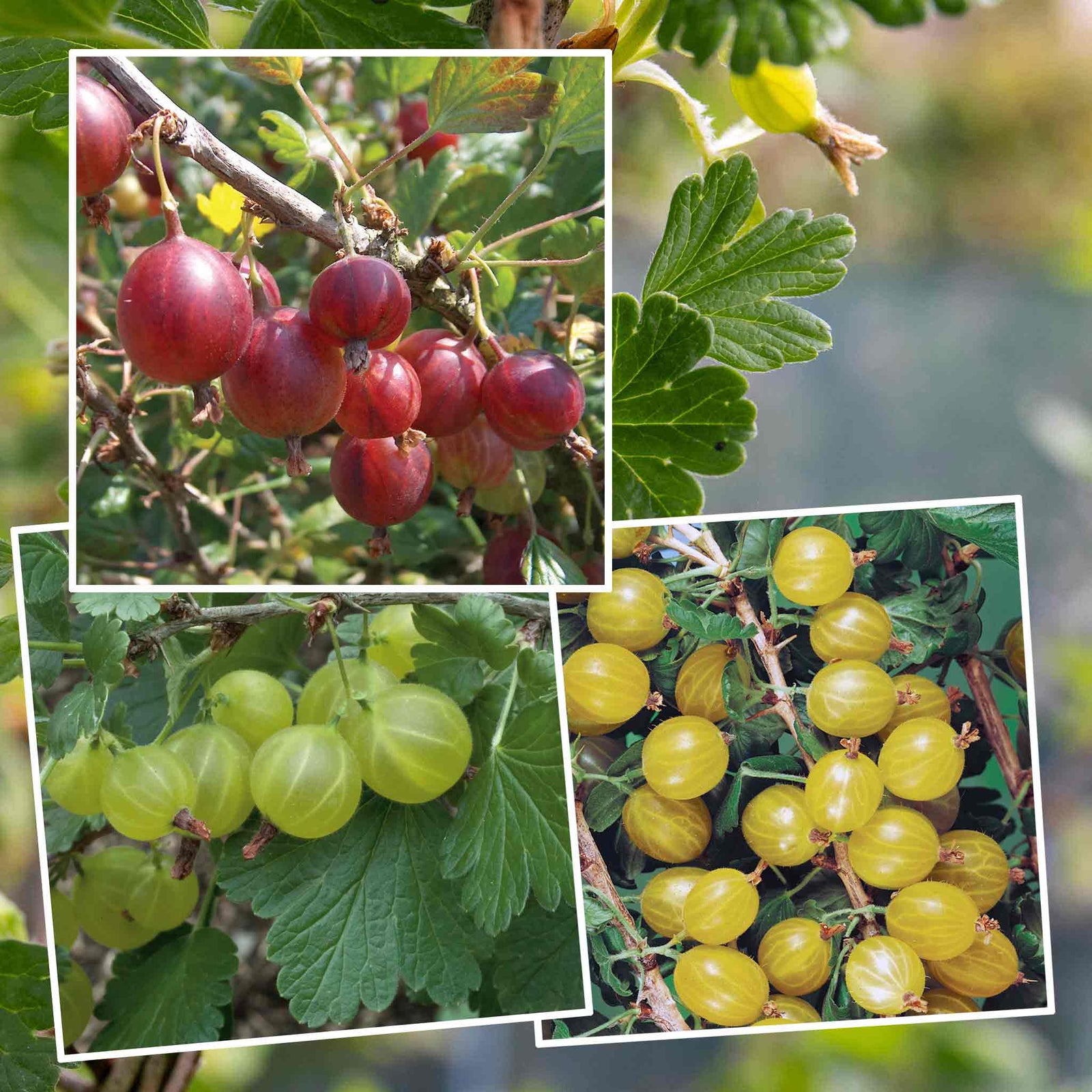 Gooseberry Bush Collection Bushes | 3 x Bare Root