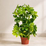 Artificial Arboricola Plant 75cm Golden Capella