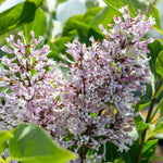 Syringa Patula 'miss Kim' Fragrant Lilac Shrub | 1 x 3L | Purple