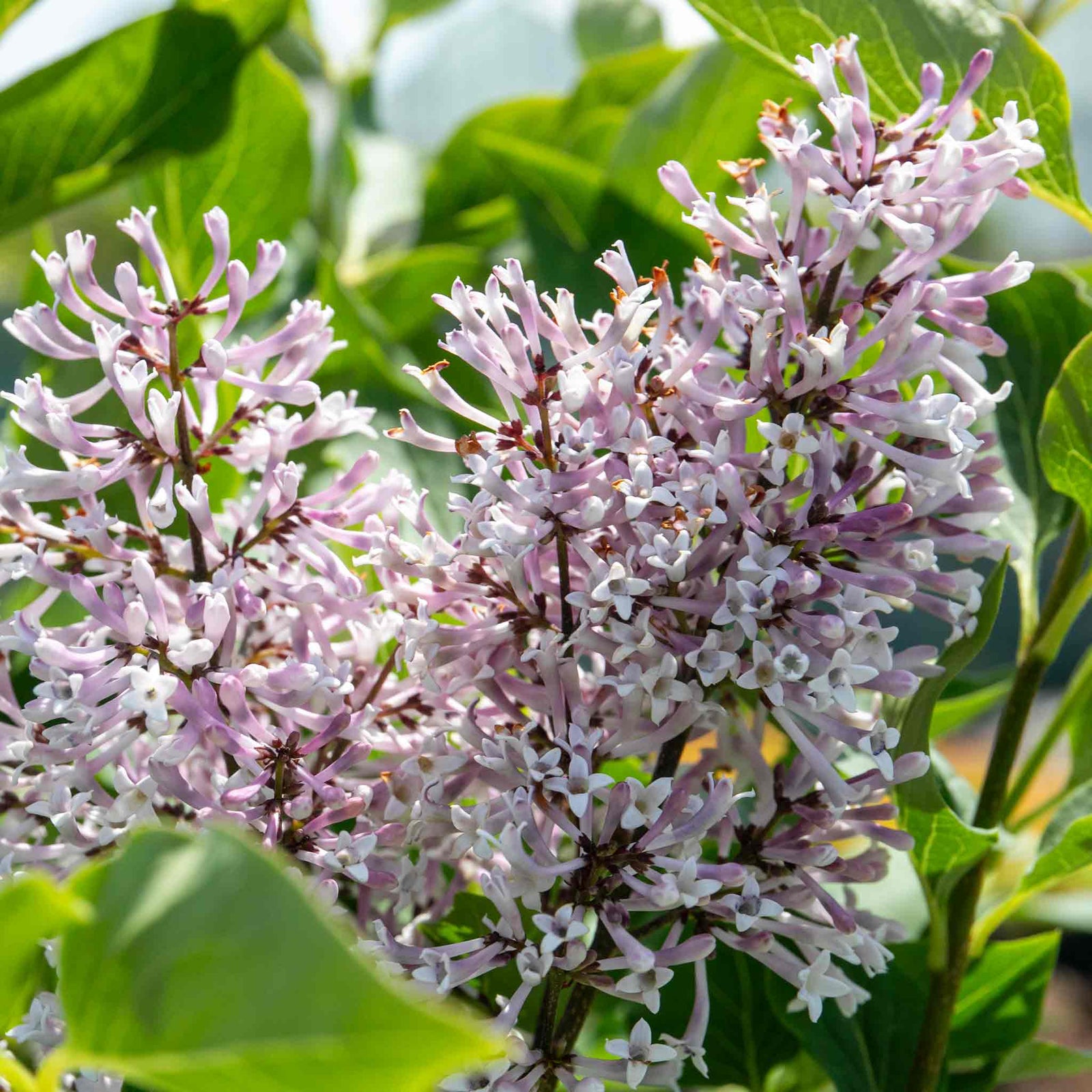 Syringa Patula 'miss Kim' Fragrant Lilac Shrub | 1 x 3L | Purple