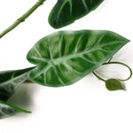 6 X 180cm Artificial Hanging Trailing Amazonica Plant