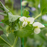 Pea Hurst Green Shaft | 300 Seeds