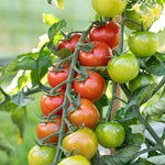 Sweet Million F1 Cherry Tomato Seeds | 15 Seeds