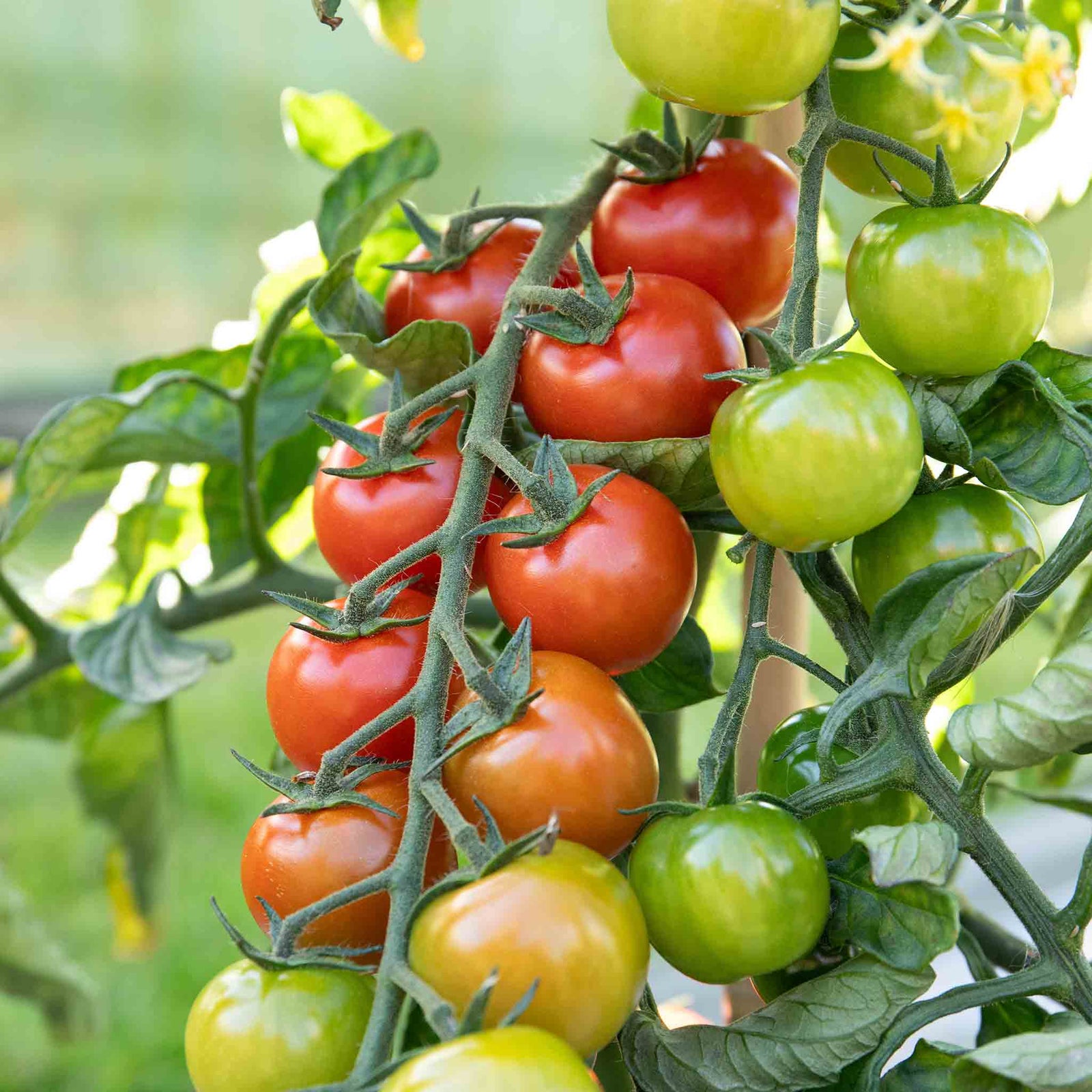 Sweet Million F1 Cherry Tomato Seeds | 15 Seeds