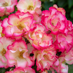 Rose 'birthday Girl' - Floribunda, Creamy Yellow With Red Edges | 1 x Bare Root