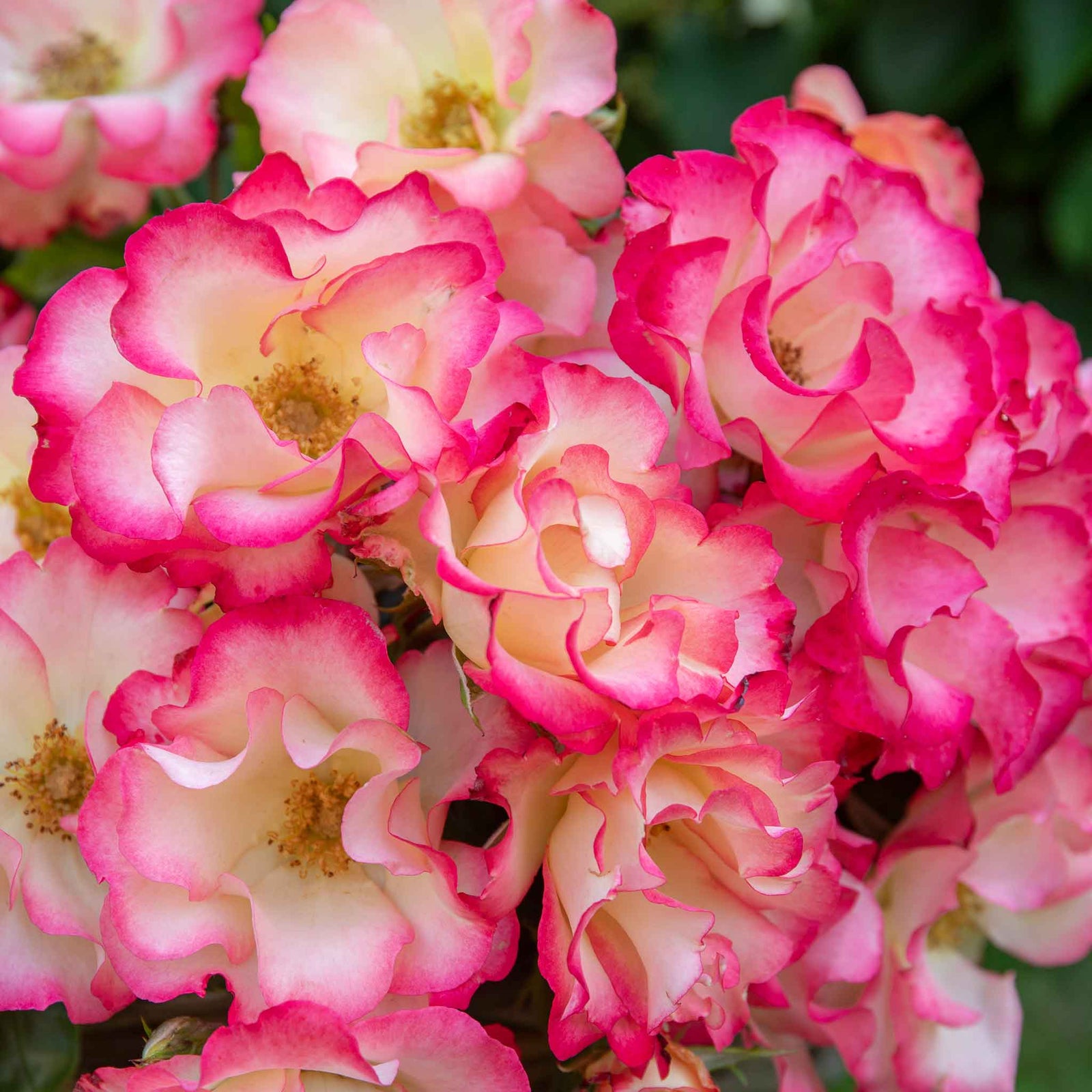Rose 'birthday Girl' - Floribunda, Creamy Yellow With Red Edges | 1 x Bare Root