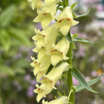 Digitalis Lutea - This Yellow Foxglove Will Come Back Year After Year - 1 X 2l Pot