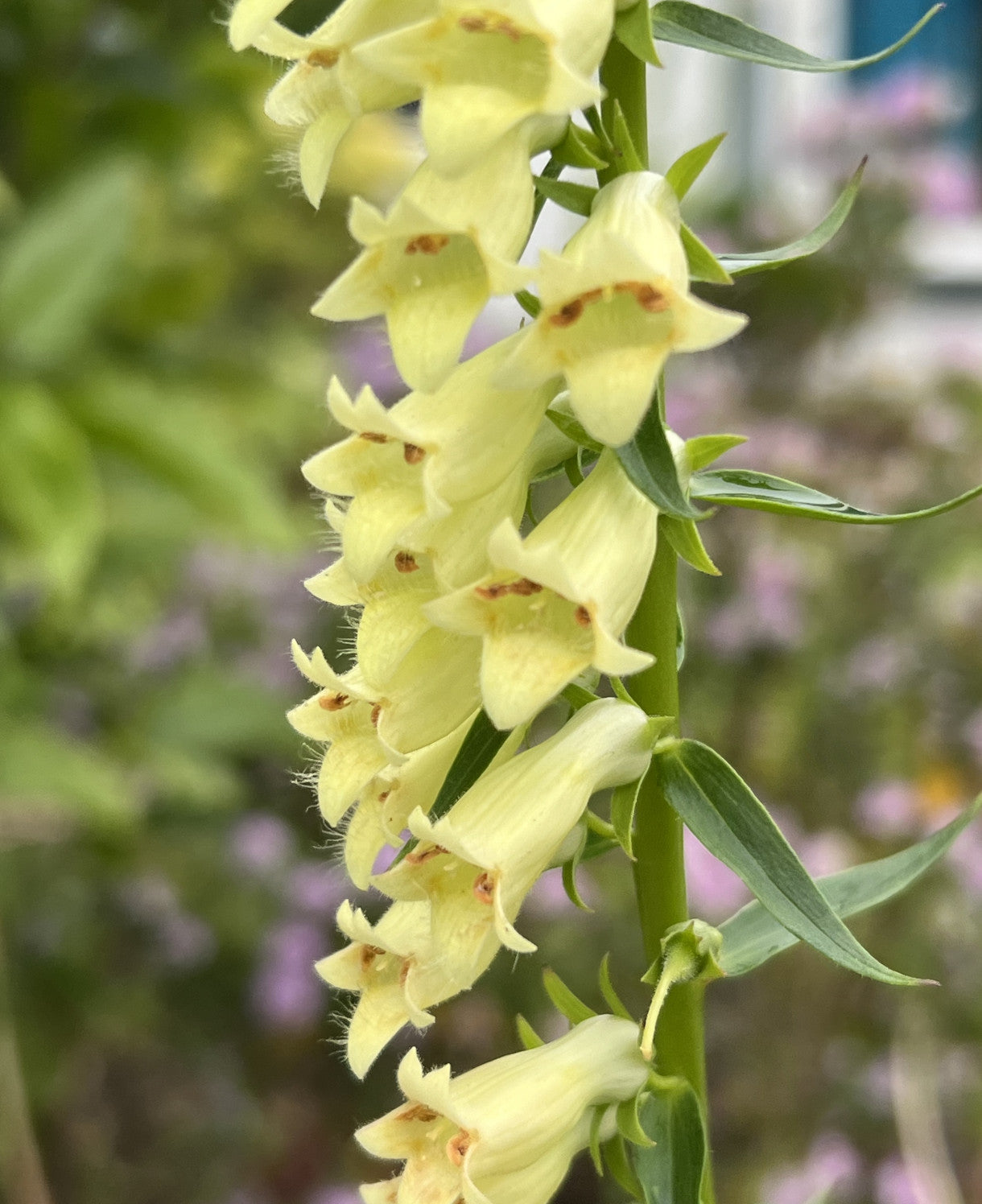 Digitalis Lutea - This Yellow Foxglove Will Come Back Year After Year - 1 X 2l Pot