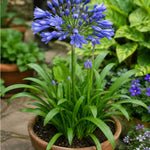 Agapanthus 'blue Baby' - 9cm Pots | 3 x 9cm | Blue