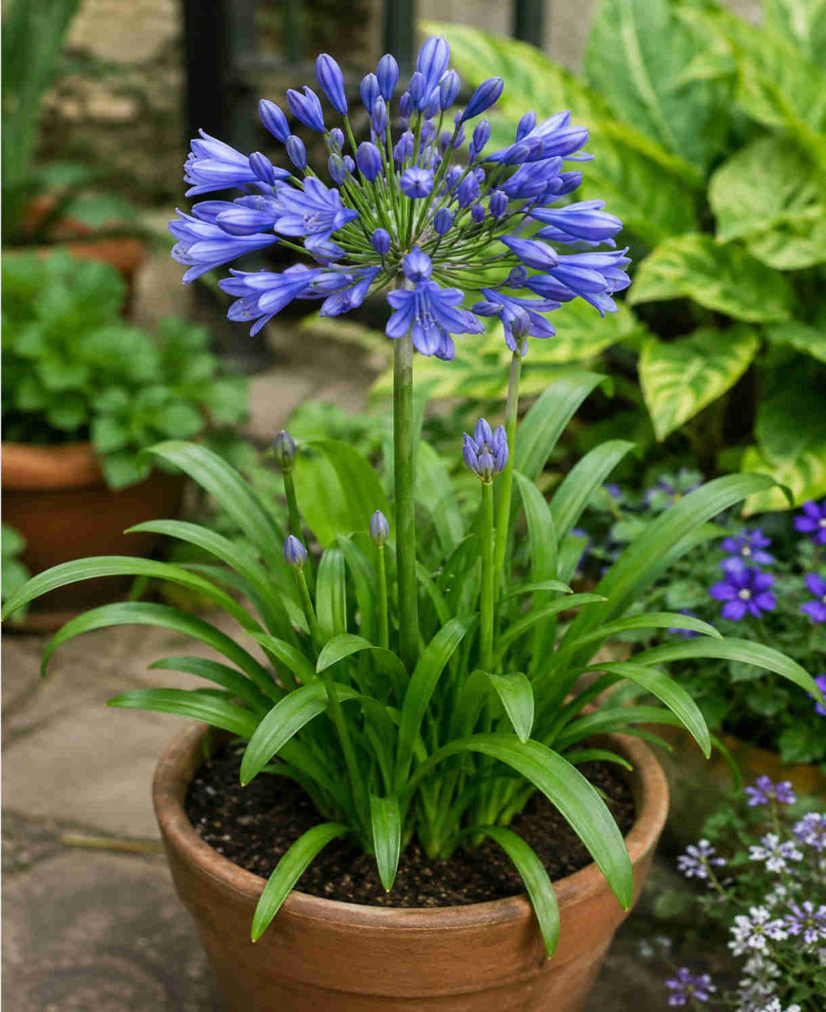 Agapanthus 'blue Baby' - 9cm Pots | 1 x 9cm | Blue