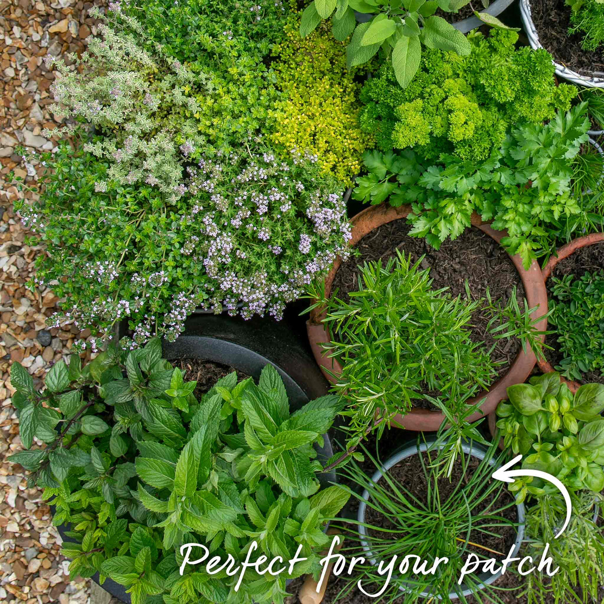 Garlic Chives (allium Tuberosum) - Plug Plants | Set of 3 | Green