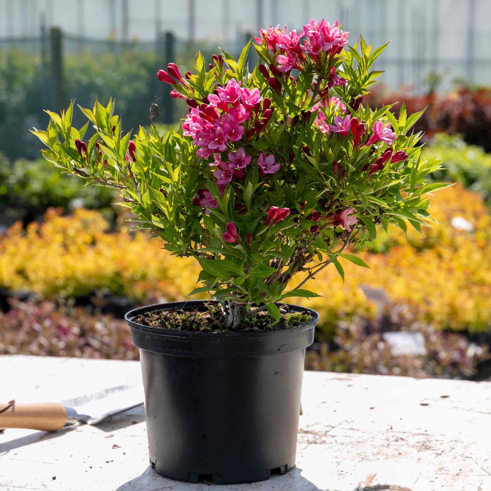 Weigela 'picobella Rosa' - Compact Pink-flowering Shrub | 1 x 3L | Pink