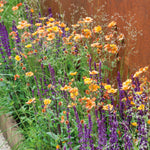 Geum 'totally Tangerine' Tangerine-orange Perennial | 1 x 9cm | Multi