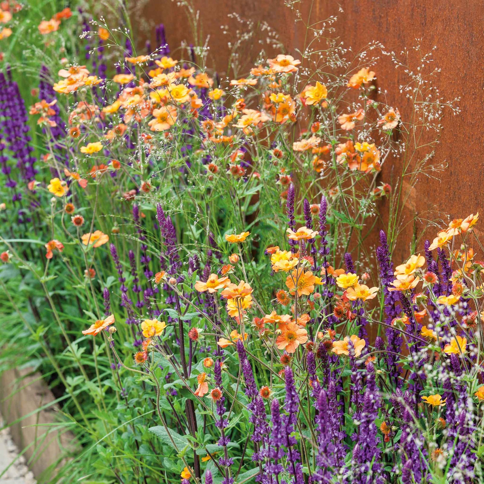 Geum 'totally Tangerine' Tangerine-orange Perennial | 3 x 9cm | Multi