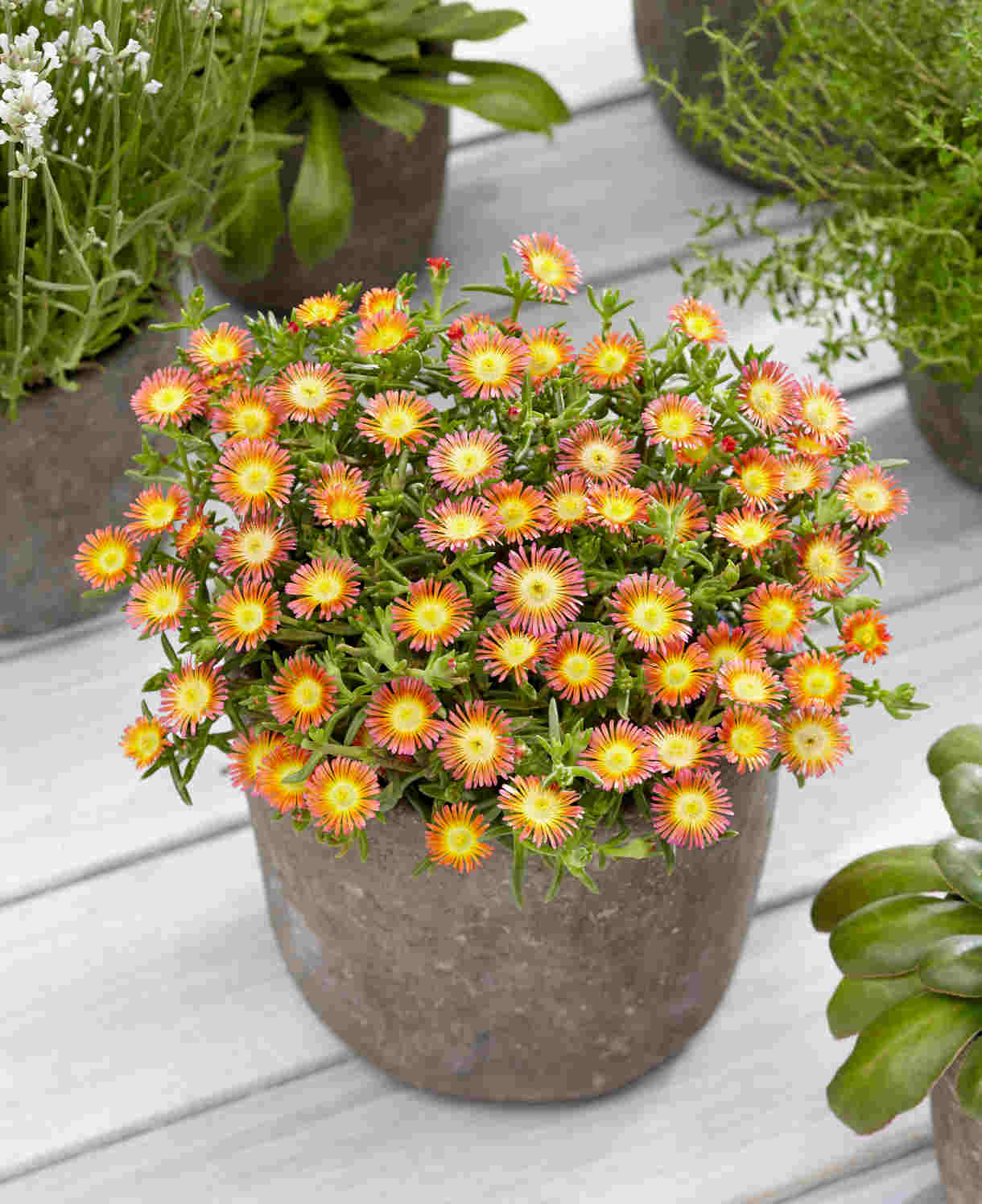 Delosperma Wheels Of Wonder 'salmony Pink' - 9cm pots | 3 x 9cm | Pink