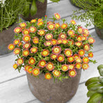 Delosperma Wheels Of Wonder 'salmony Pink' - 9cm pots | 1 x 9cm | Pink