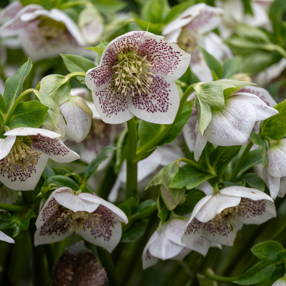 Hayloft Hellebore Winter Wonders Exclusive Collection - 9cm pots
