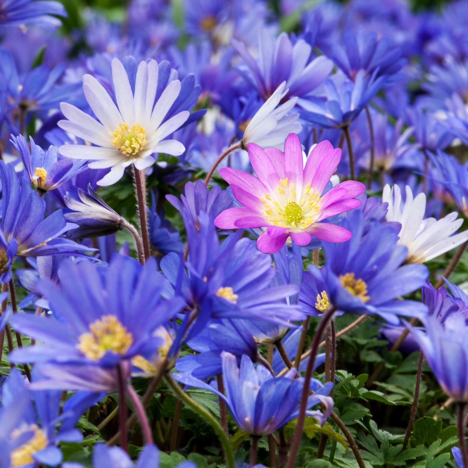Anemone Blanda Mixed Corms | 50 x Bulbs | Multi