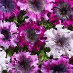 Petunia Superbissima Triumph Mix - Largest Petunia Blooms Garden Ready Plants | 12 x Garden Ready Plants
