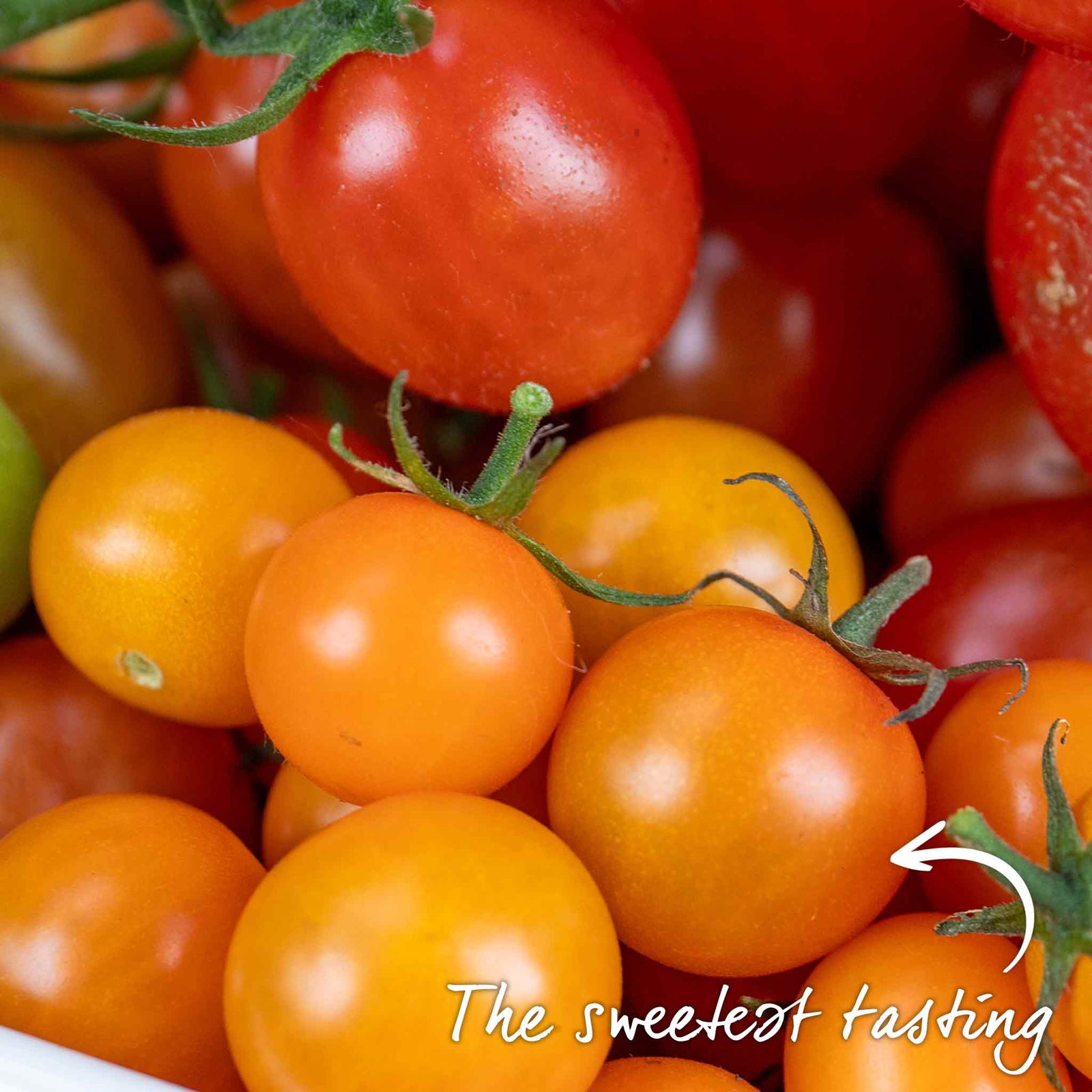 Cordon Tomato 'sungold' Jumbo Plugs | Set-of-6