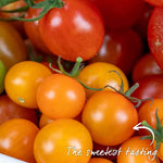 Cordon Tomato 'sungold' Jumbo Plugs | Set of 6