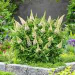 Buddleja 'butterfly Candy Little White', Dwarf White Butterfly Bush | 1 x 9cm | White
