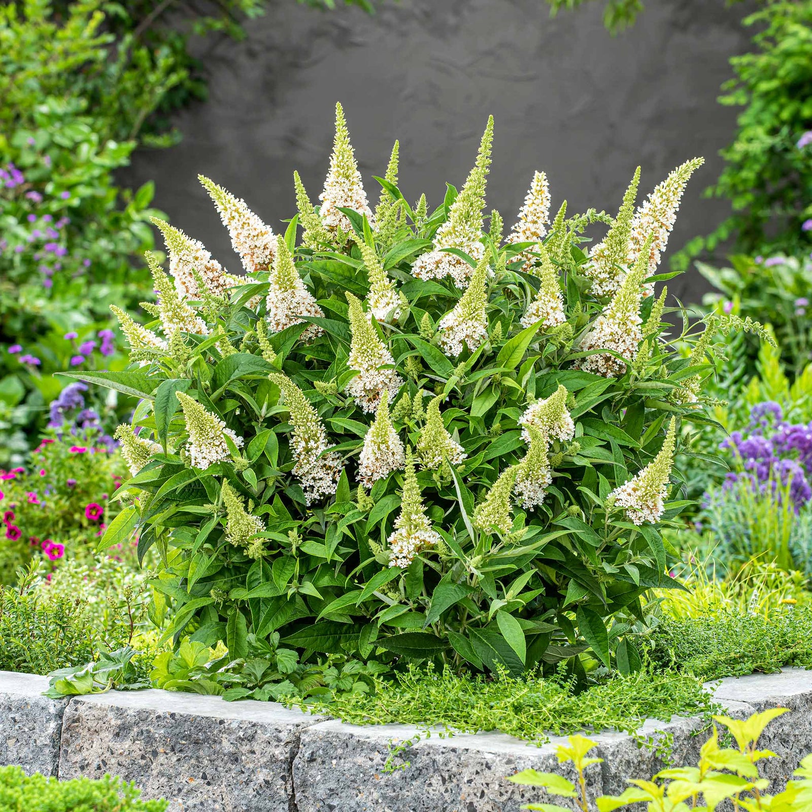Buddleja 'butterfly Candy Little White', Dwarf White Butterfly Bush | 3XL | White
