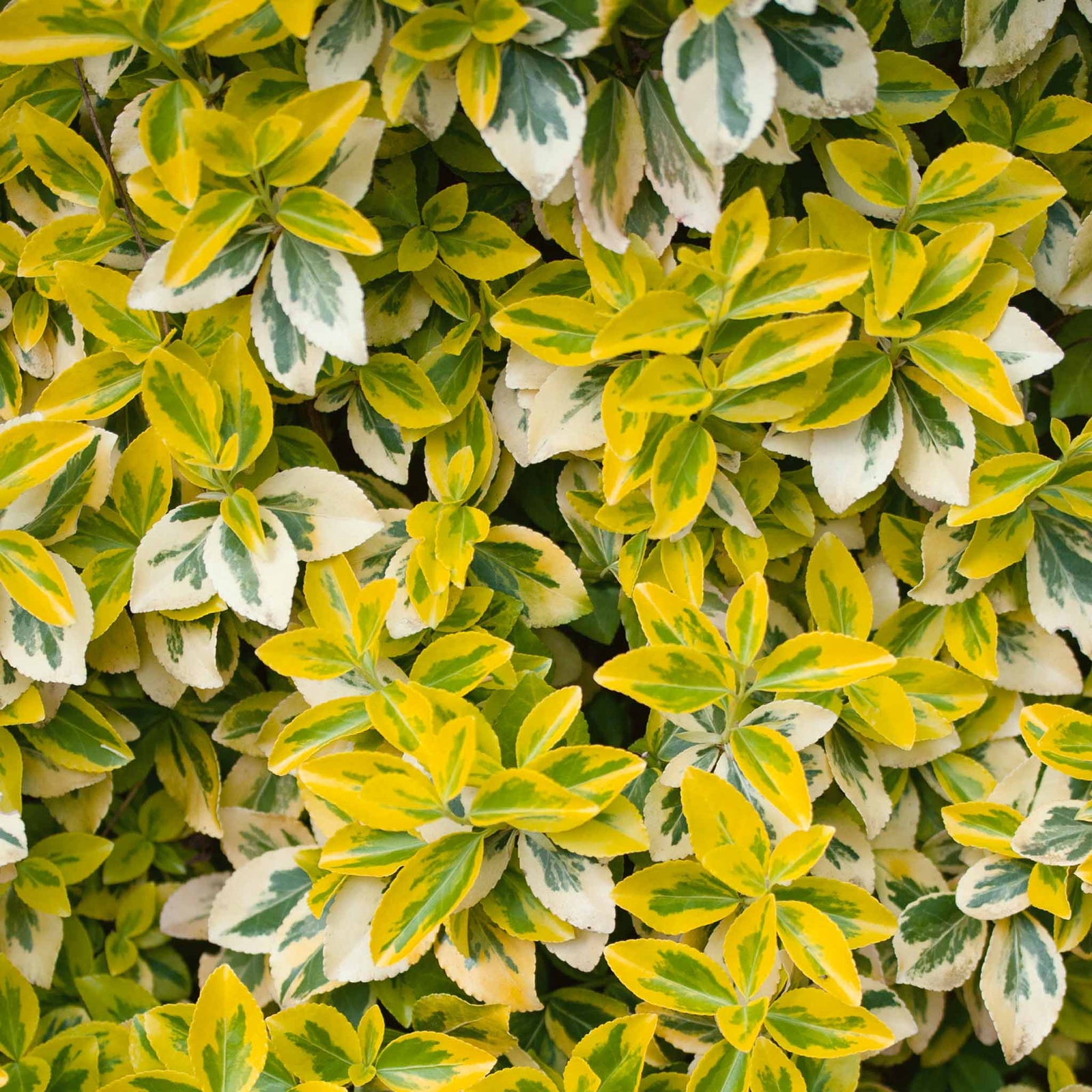 Euonymus Fortunei 'emerald 'n' Gold' Variegated Evergreen Shrub | 1 x 3L