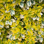 Euonymus Fortunei 'emerald 'n' Gold' Variegated Evergreen Shrub | 1 x 9cm
