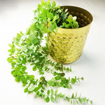 80cm Artificial Hanging Trailing Eucalyptus Plant