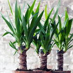 Common Yucca - 6 Pcs. - Yucca Elephantipes - Height 50-60cm - ⌀14cm | Set of 6 | Green