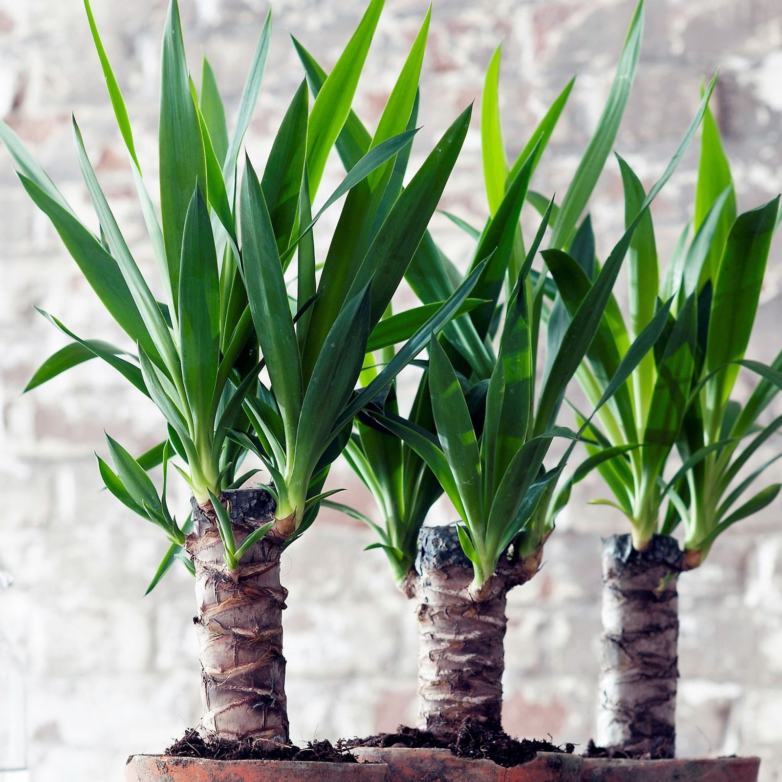 Common Yucca - 6 Pcs. - Yucca Elephantipes - Height 50-60cm - ⌀14cm | Set of 6 | Green