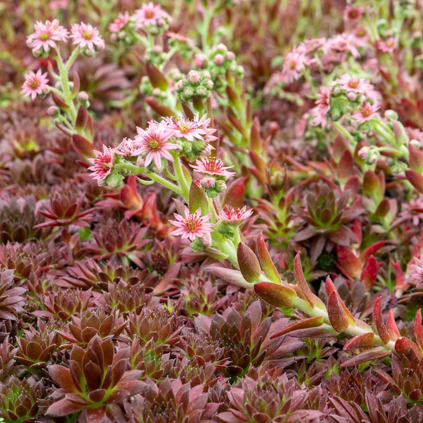 Sempervivum 'coral Red' - Hardy, Drought-tolerant For Pots & Rock Gardens | 1 x 9cm | Multi
