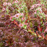 Sempervivum 'coral Red' - Hardy, Drought-tolerant For Pots & Rock Gardens | 3 x 9cm | Multi