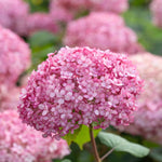 Hayloft Hydrangea Arborescens Pink Annabelle - 3l Pot
