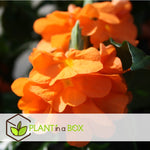 Firecracker Flower - 2 Pcs. - Crossandra 'fortuna' - Height 20-30cm - ⌀13cm | Set-of-2 | Orange