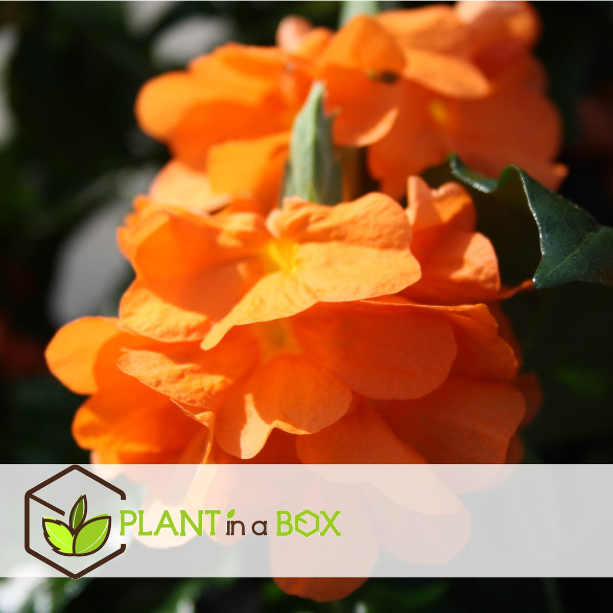 Firecracker Flower - 2 Pcs. - Crossandra 'fortuna' - Height 20-30cm - ⌀13cm | Set of 2 | Orange
