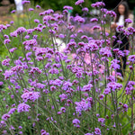 Verbena 'buenos Aires' Tall Violet-purple Perennial | 1 x 9cm | Multi
