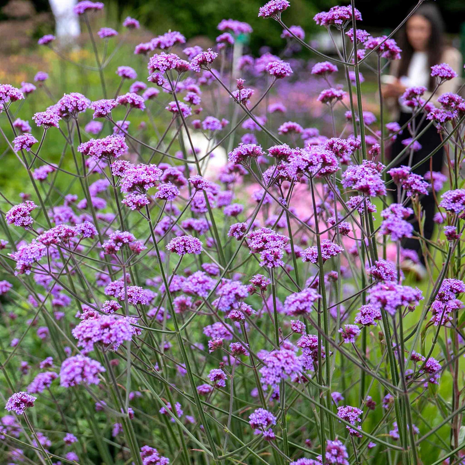 Verbena 'buenos Aires' Tall Violet-purple Perennial | 24 x Jumbo Plugs | Multi