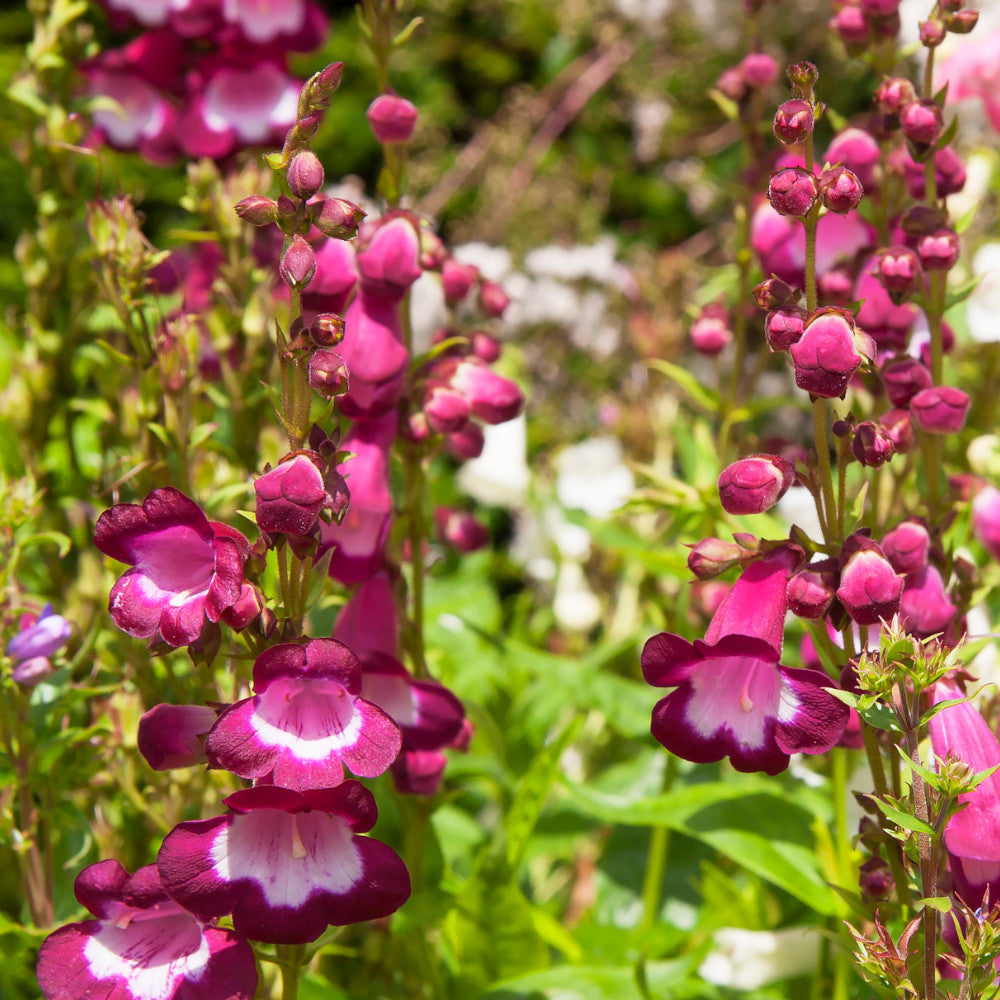 Hayloft Penstemon Collection - 6 Different Penstemon Plants Chosen From The Best In Our Nursery
