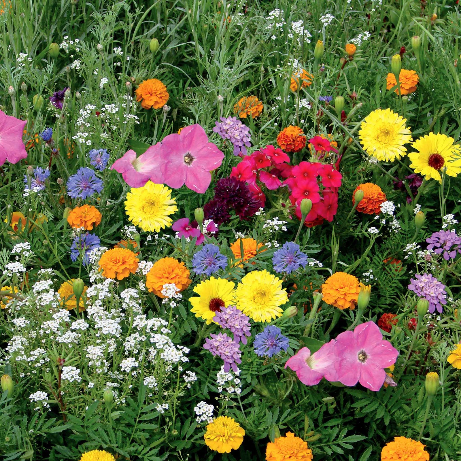 Container Mix Annual Flower Dwarf Seeds | 1500 Seeds | Multi