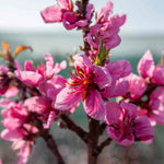 Nectarine 'flavourtop' Patio Mini Stem Tree | 1 x 5L