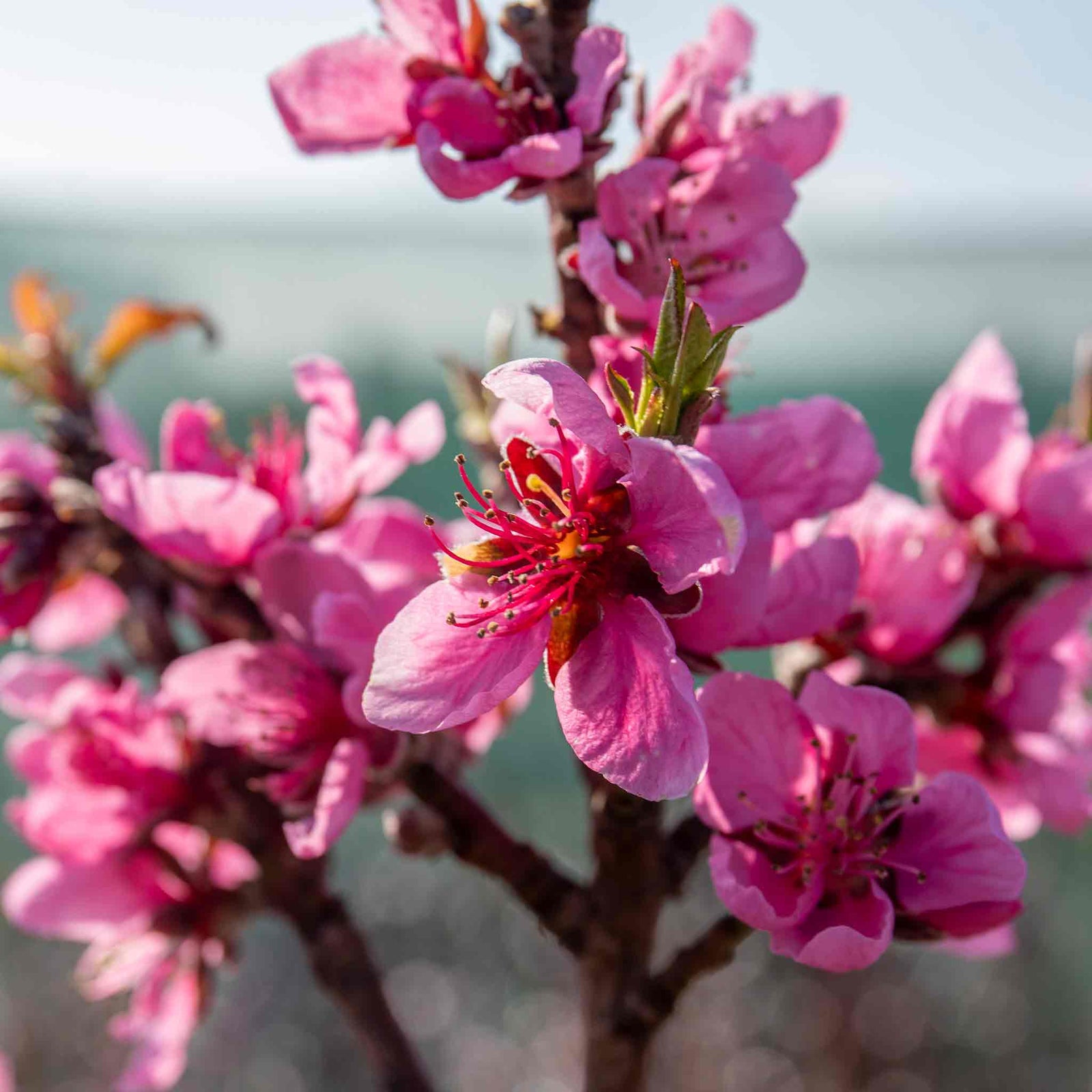 Nectarine 'flavourtop' Patio Mini Stem Tree | 1 x 5L