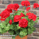 Thompson & Morgan Geranium Grandeur Red Preplanted Hanging Basket 14in X 1