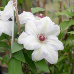 Clematis Miss Bateman Hardy White Climber | 1 x 2L | Green & White