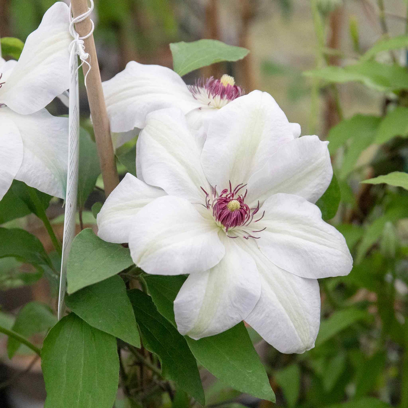 Clematis Miss Bateman Hardy White Climber | 1 x 2L | Green & White