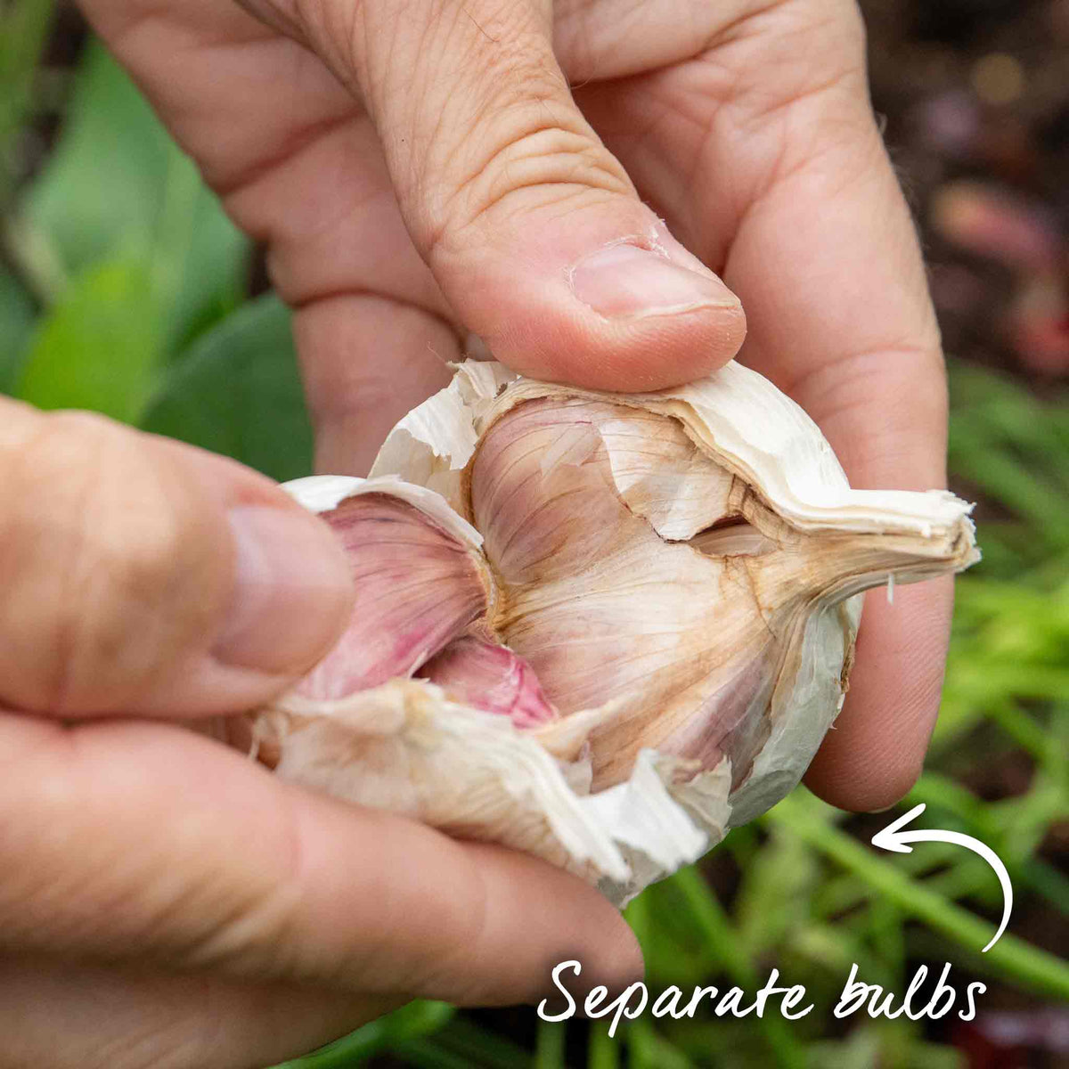 Garlic Cloves 'mersley Wight' Softneck Approx 20 Cloves | Set of 2 | Multi