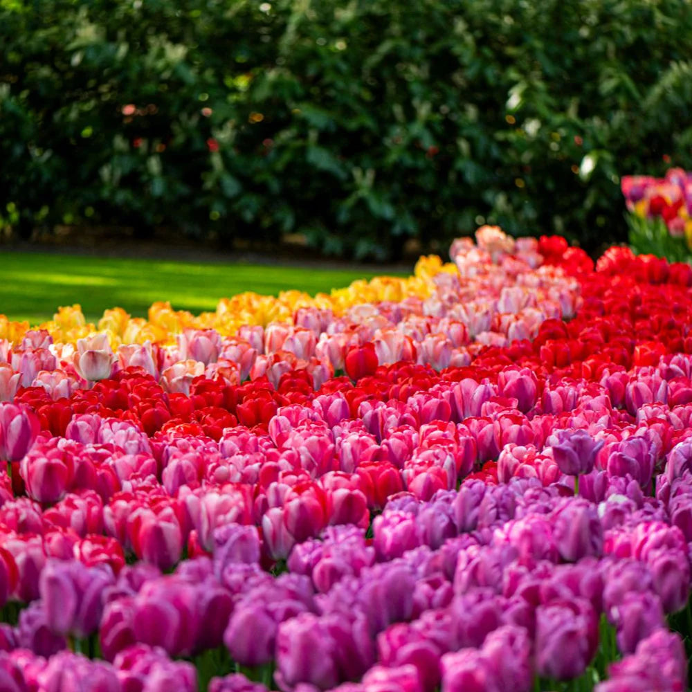 Thompson & Morgan Tulip Giant Collection 40 Bulbs